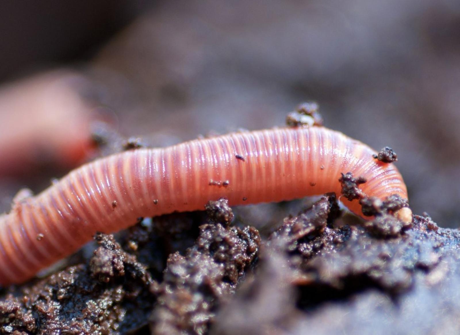 Il Comune si aggiudica il Lombrico d'oro