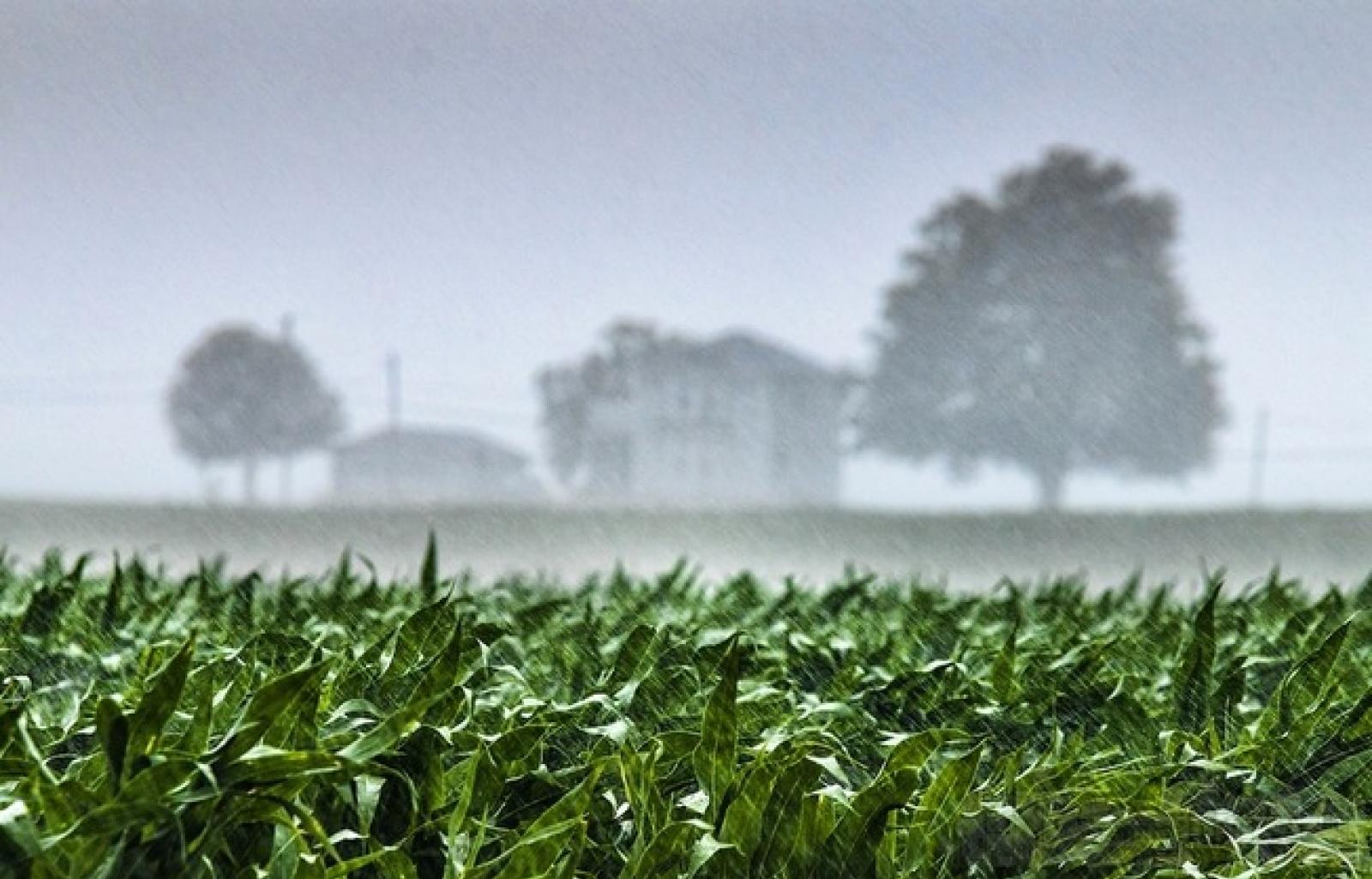 Il ritorno di freddo e pioggia ammazza frutta e ortaggi