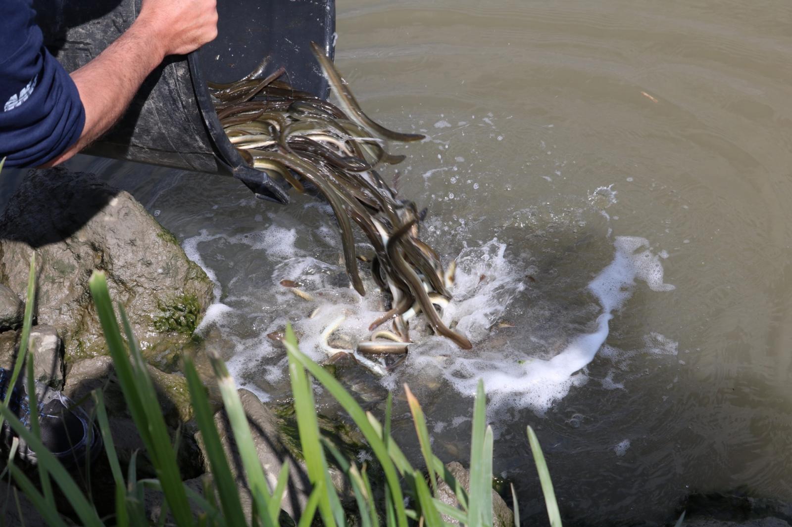Anguille, parte la maxi operazione di ripopolamento dei nostri canali