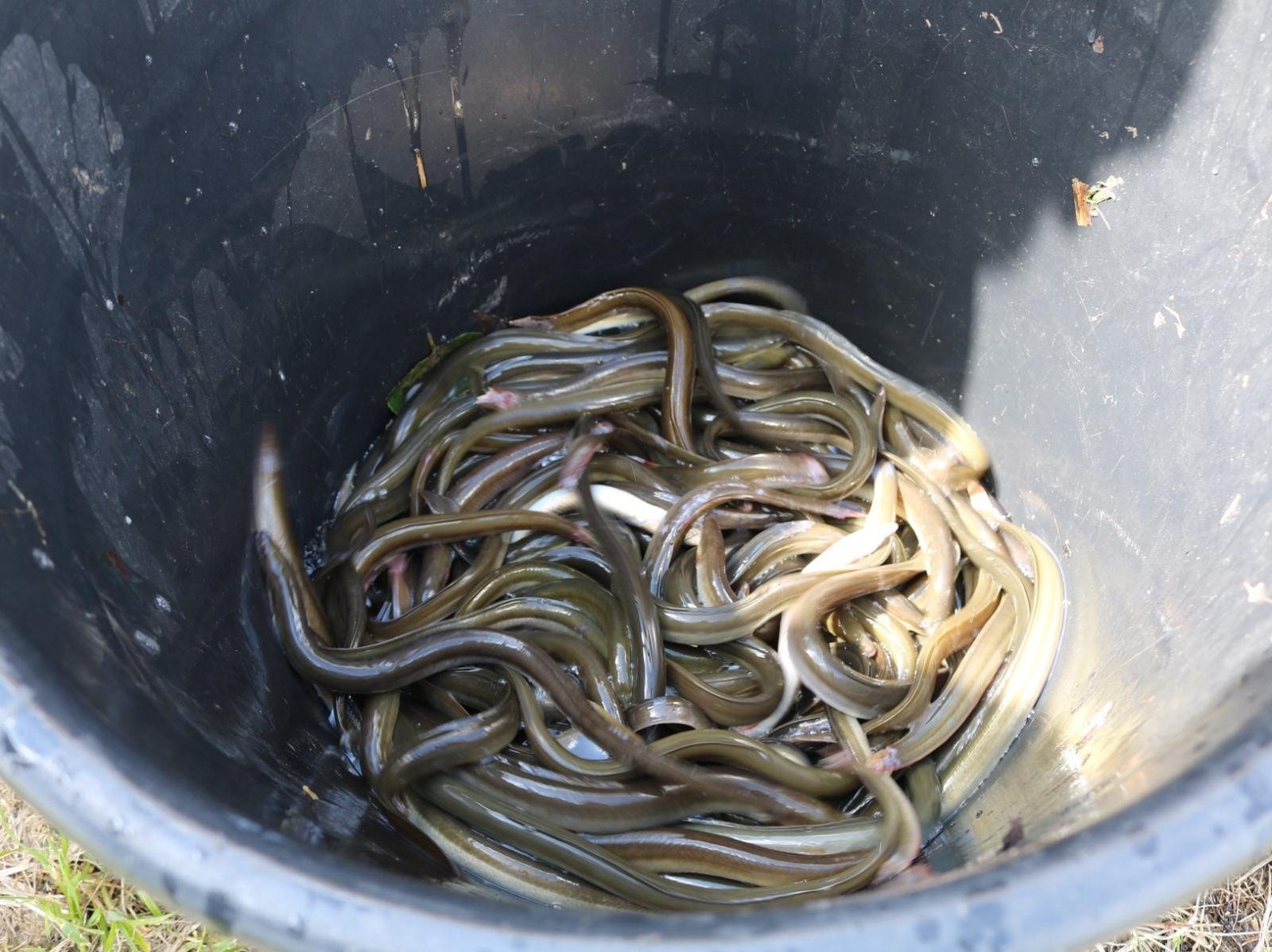 Anguille, al via venerd&igrave; l'operazione di ripopolamento