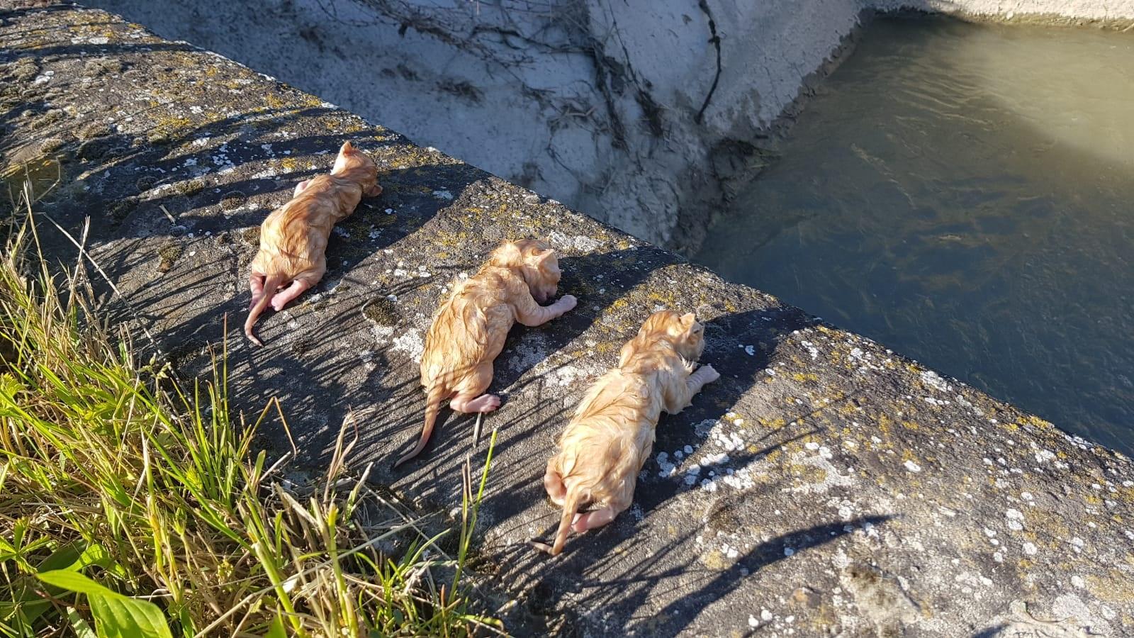 Orrore in paese: gattini uccisi nel canale
