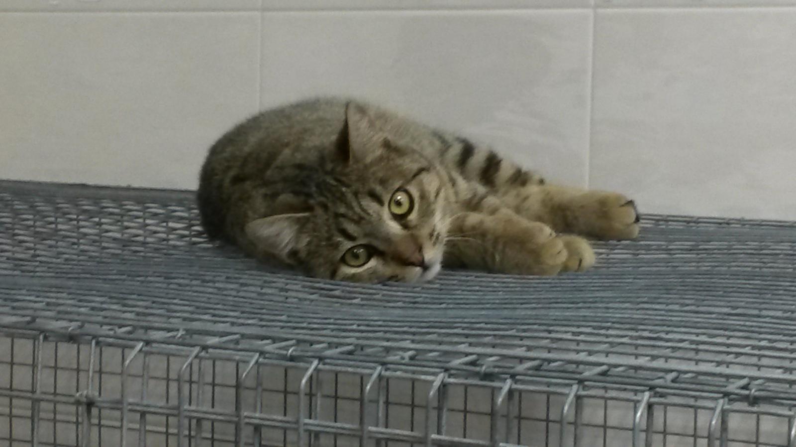 A favore degli animali firmano solo Menon e Gaffeo