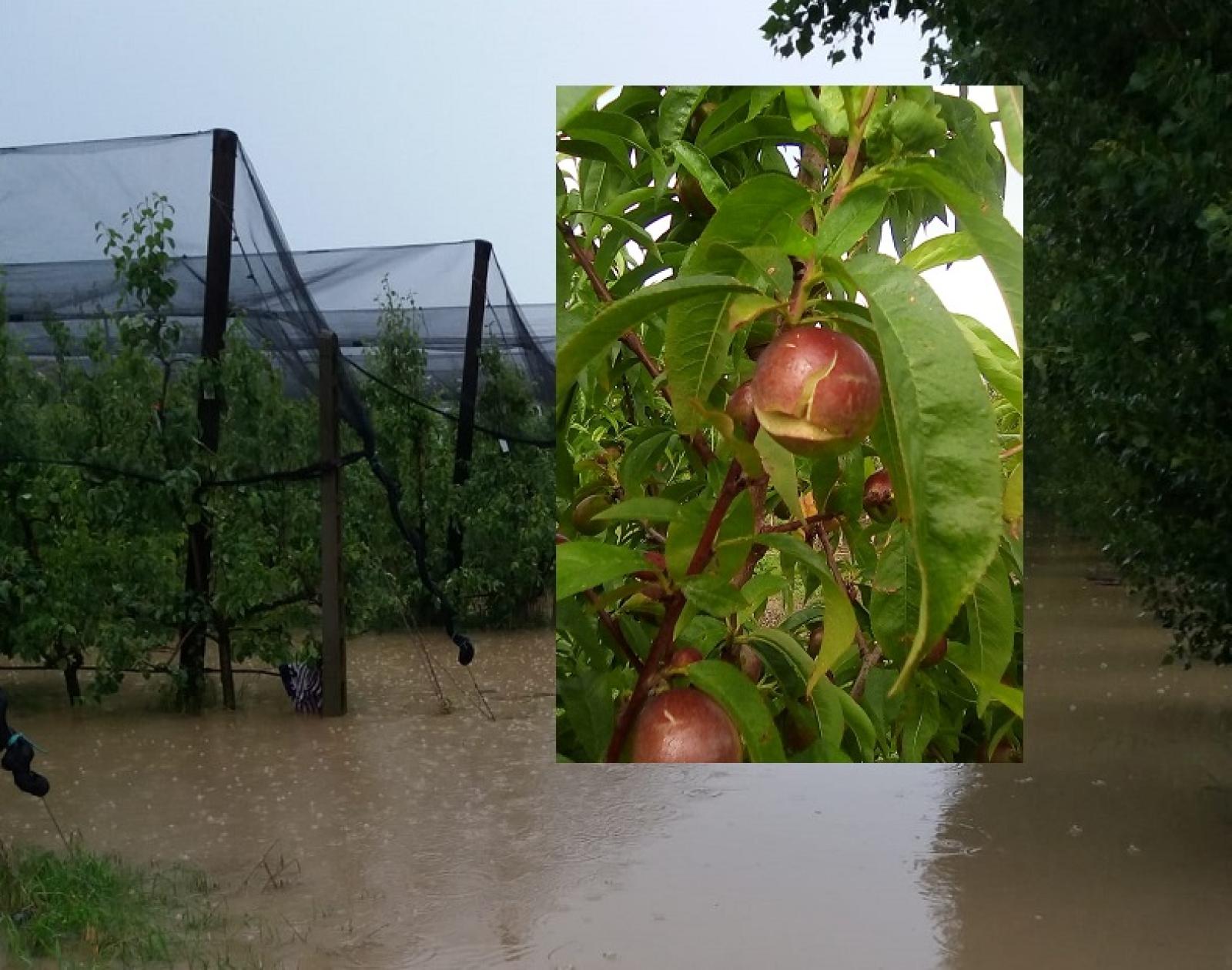 Non solo allagamenti, cade anche la frutta dagli alberi