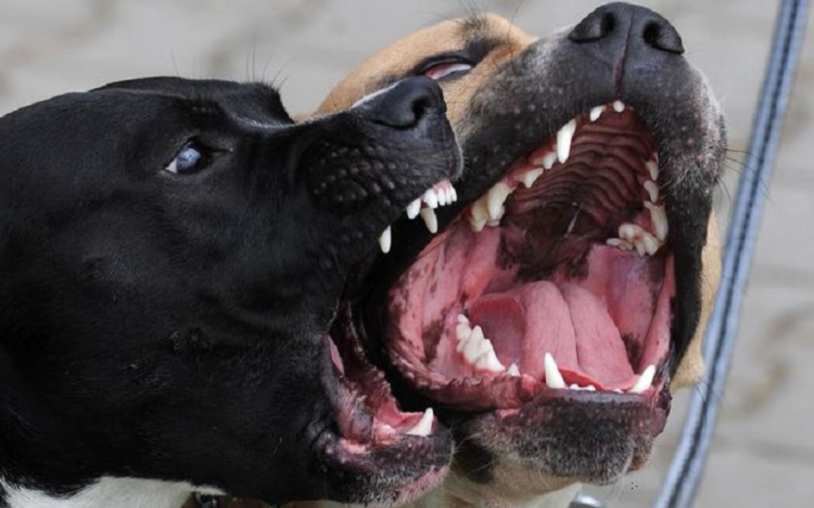 Sfigurata la bimba aggredita dai cani