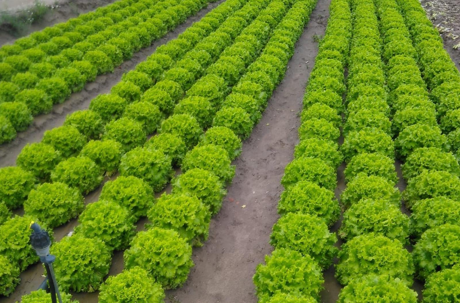 117 quintali di verdura per chi non se la pu&ograve; permettere