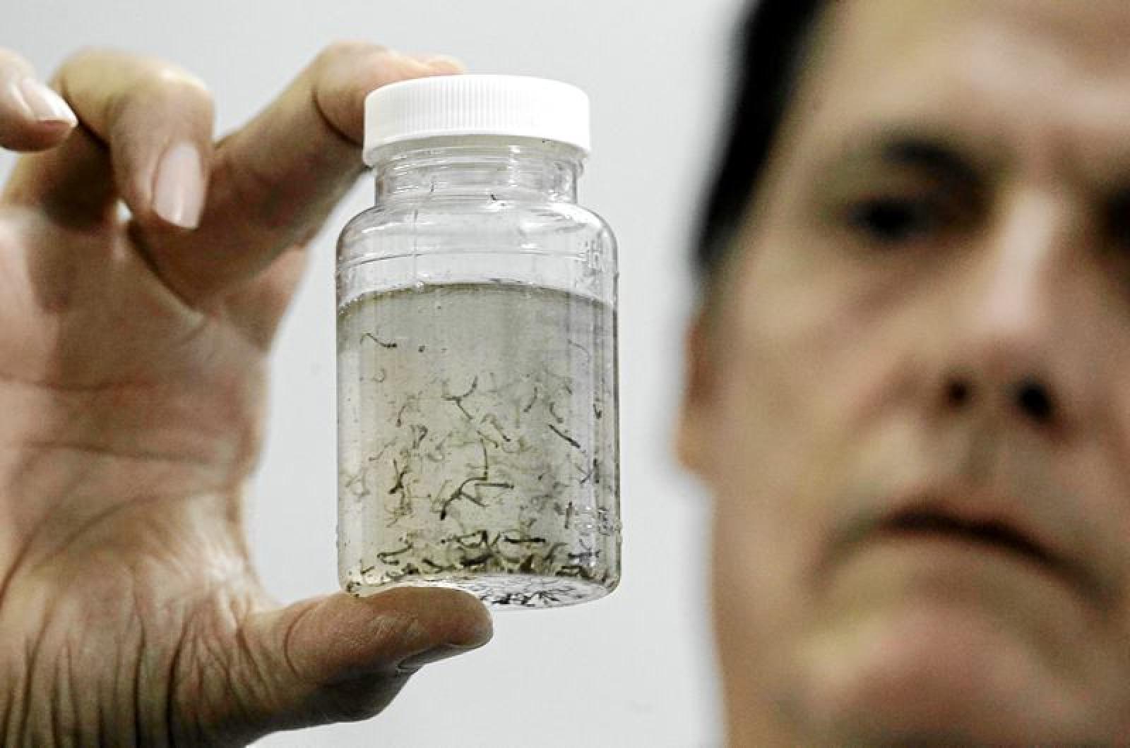 Le zanzare sbarcano in tv