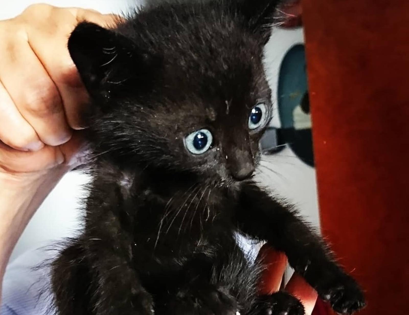 La crudelt&agrave; dell'uomo: gettata via dentro un sacchetto