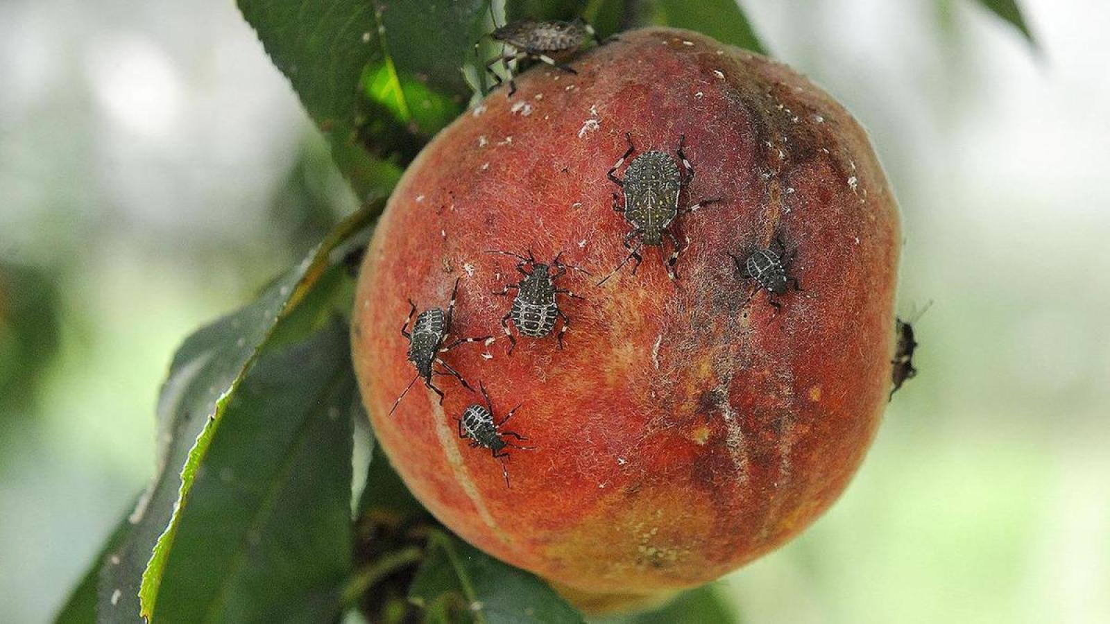 "La cimice asiatica sta devastando le colture"