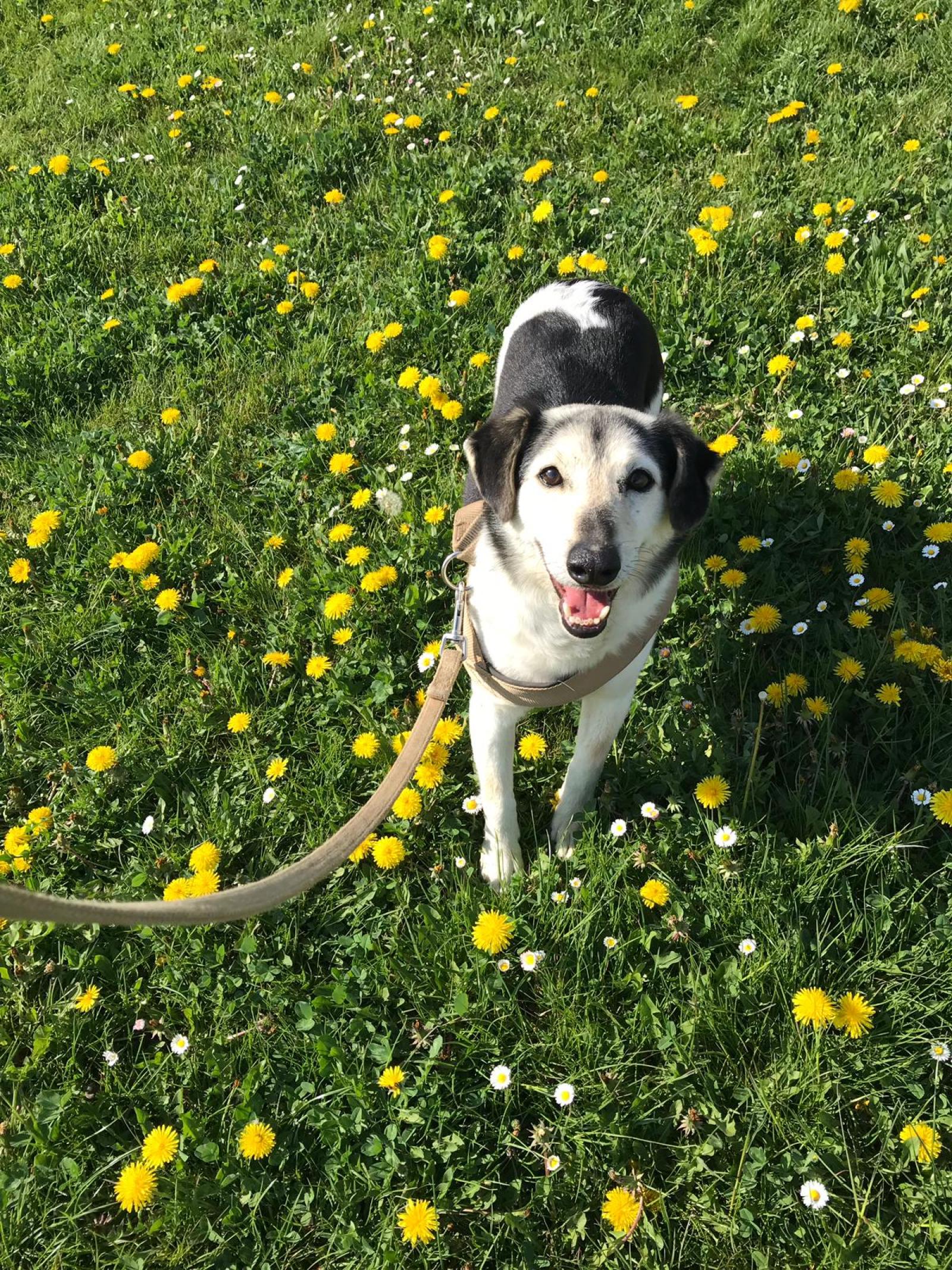"S&igrave;, potete anche andare in canile ad adottare un cane