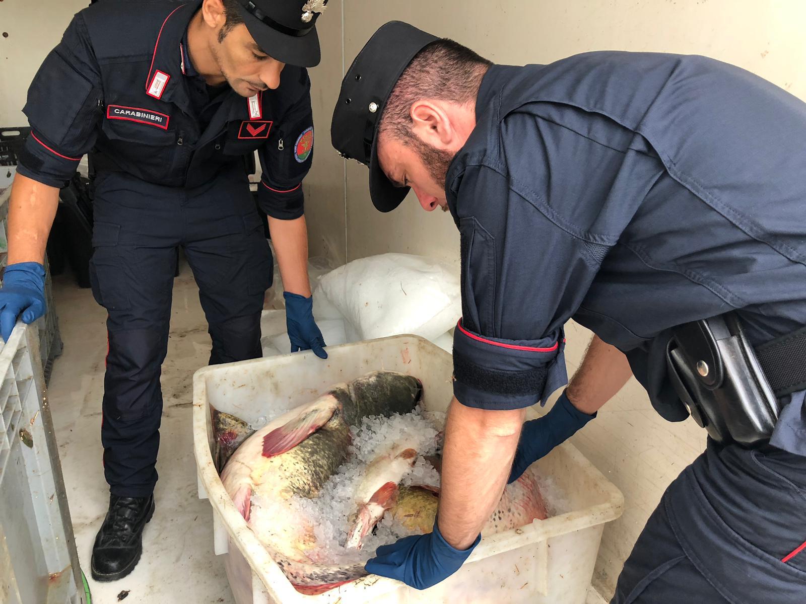 Finalmente sgominati i predoni del Po