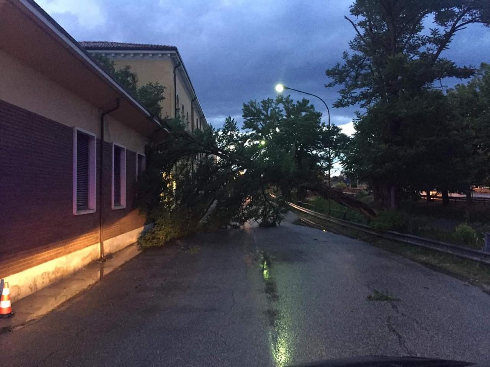 La bufera sradica gli alberi 
