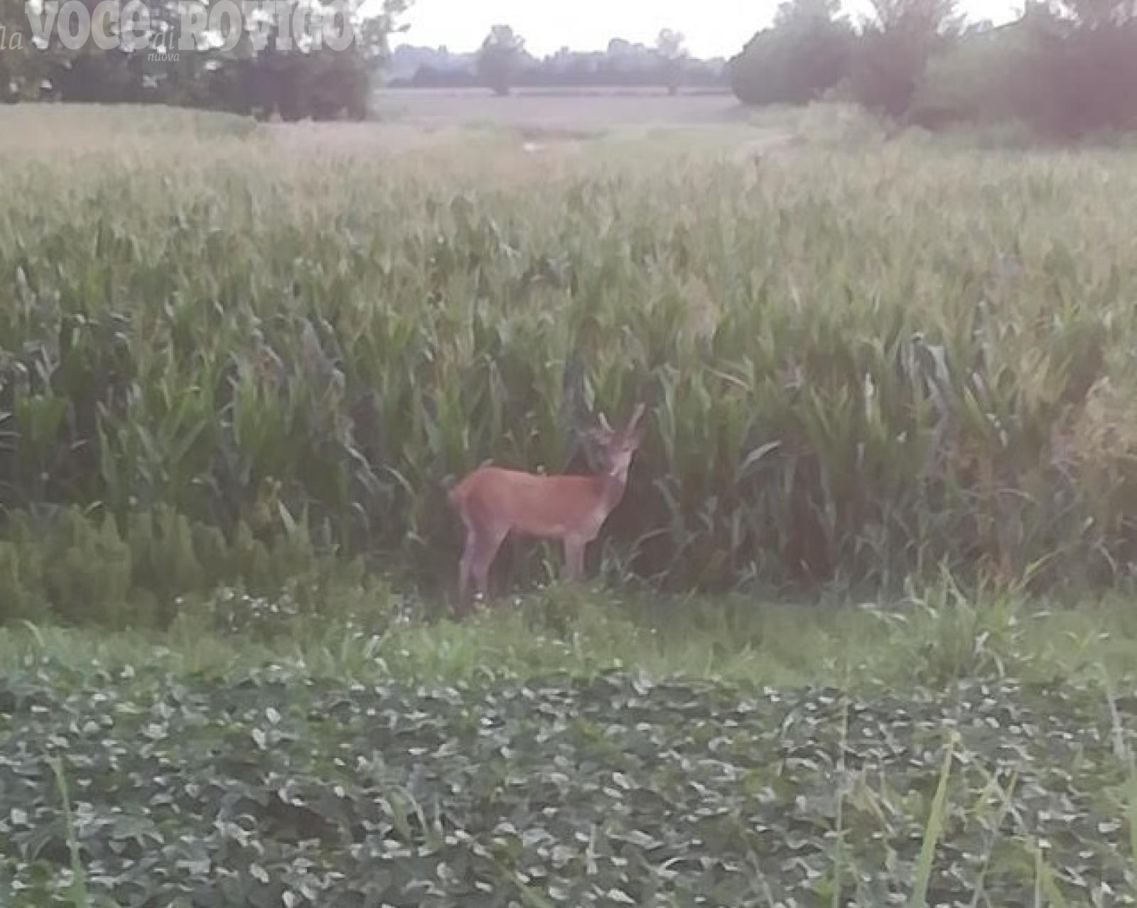 C'&egrave; un cervo in paese ma vogliono ucciderlo. "E' pericoloso"