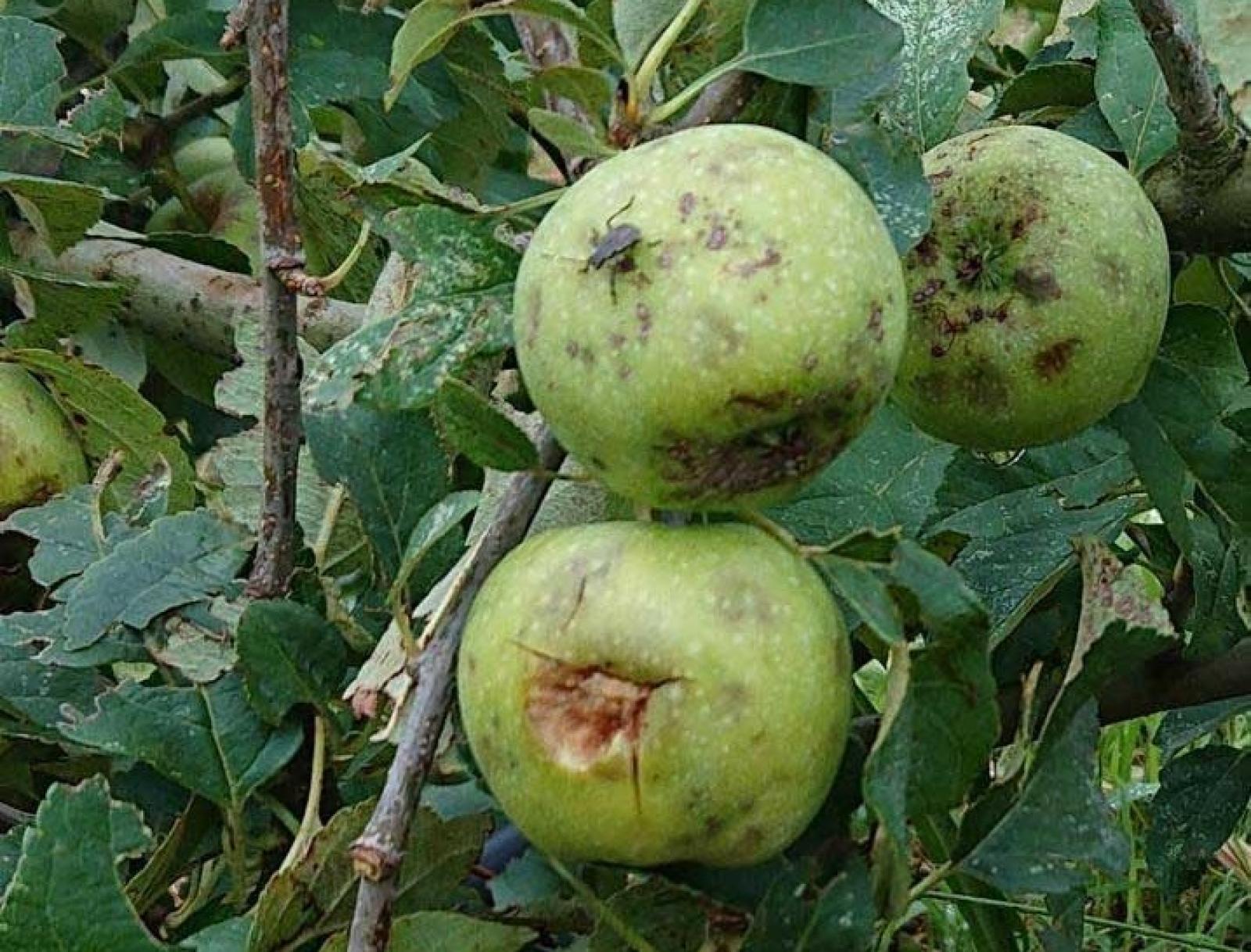 Frutticoltori danneggiati per 8mila euro a ettaro