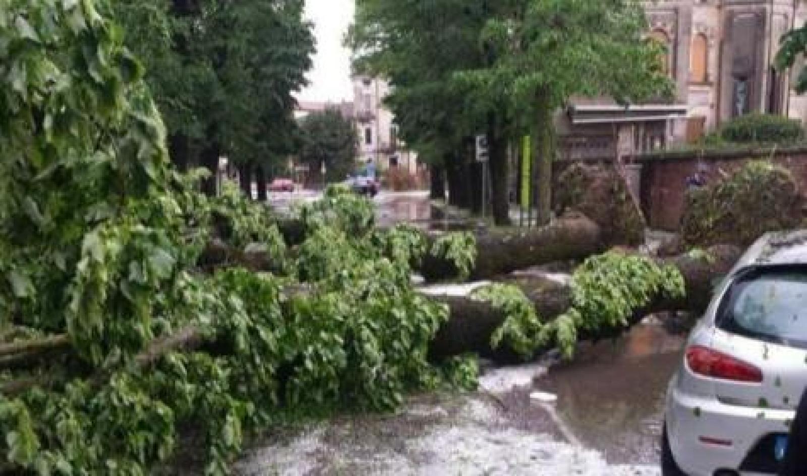 Tempesta di vento: alberi sradicati, container scaraventati a 100 metri