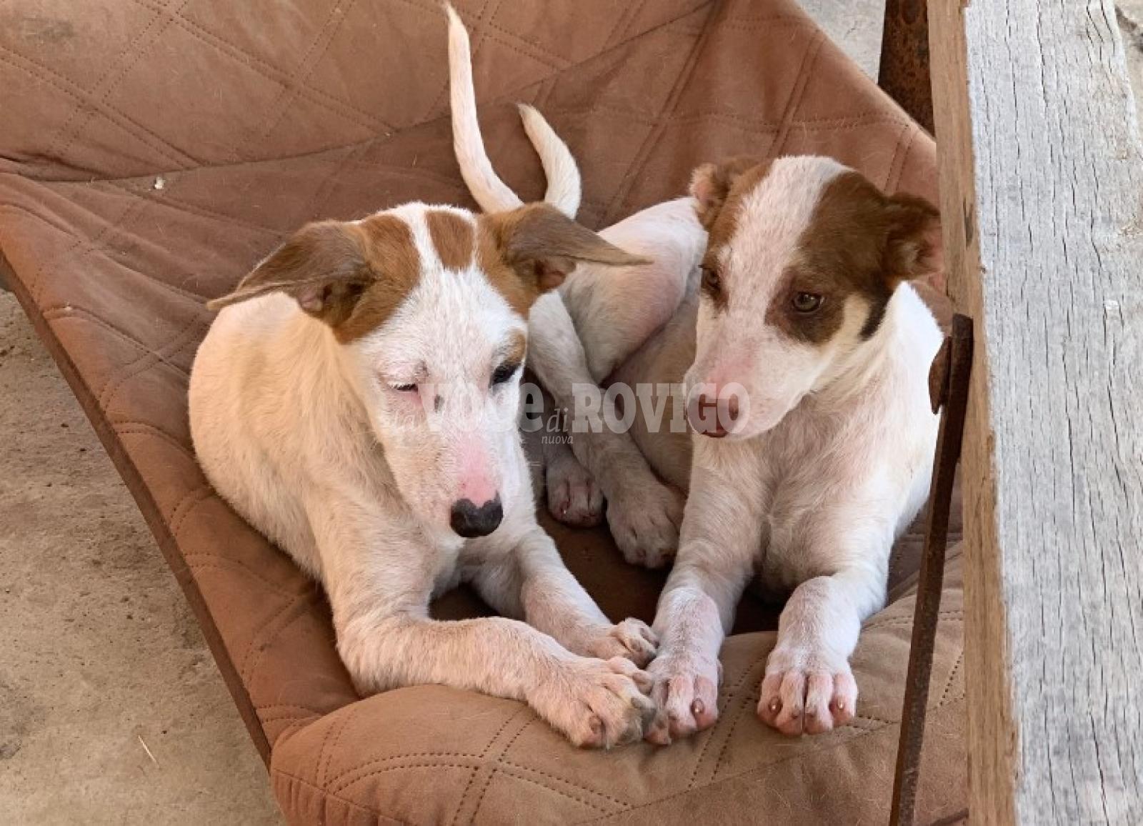 Cinque cuccioli abbandonati in un giardino