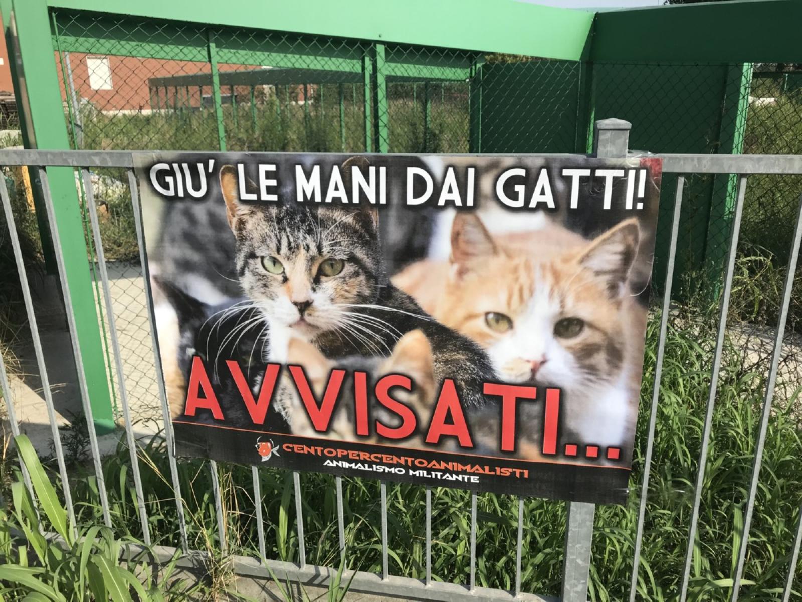 "La gattara Rina va aiutata, non osteggiata"
