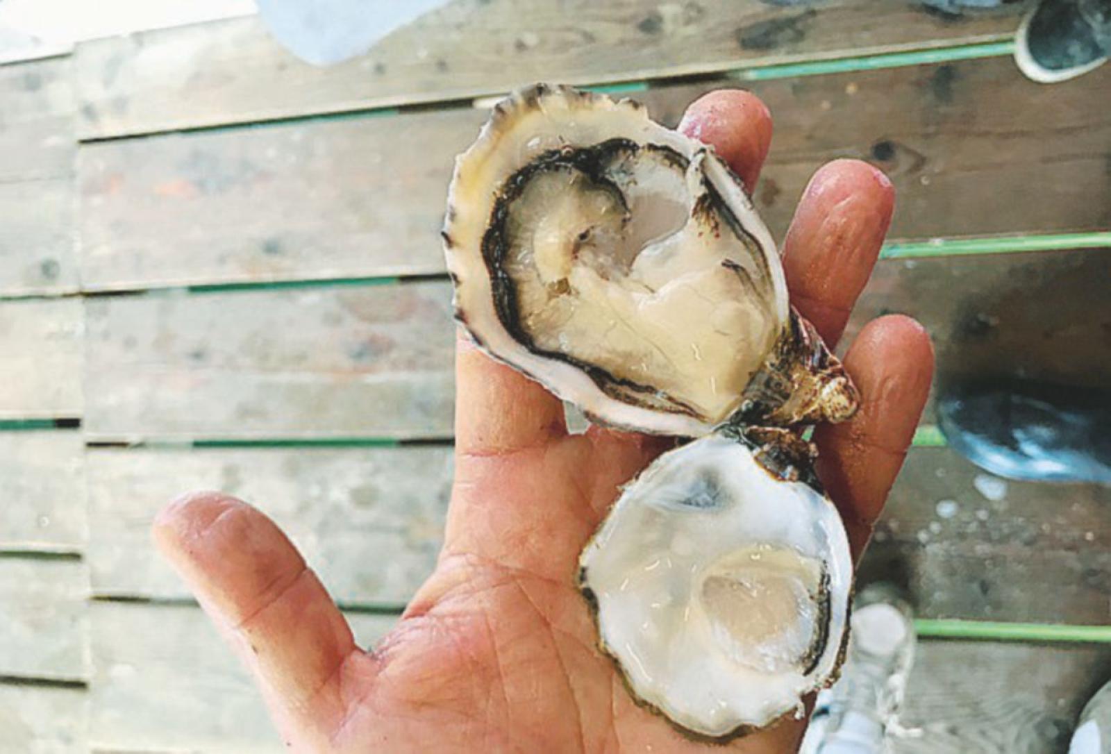 Le nostre ostriche da Leone d&rsquo;Oro