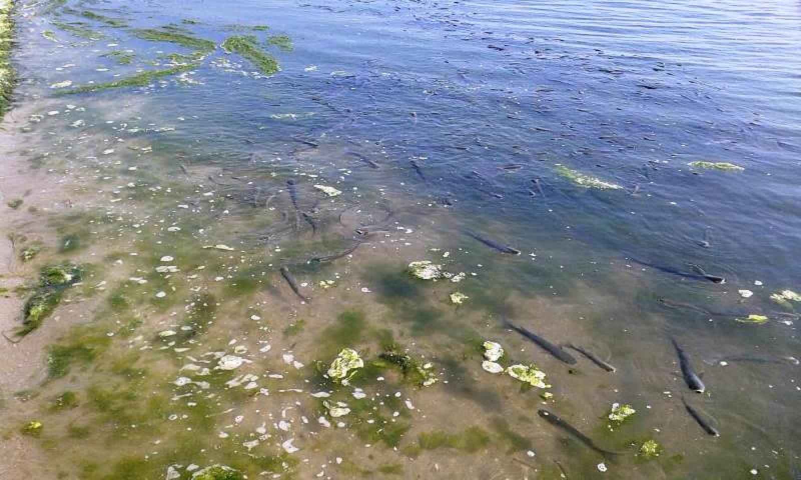 Moria di pesci ai Lidi 