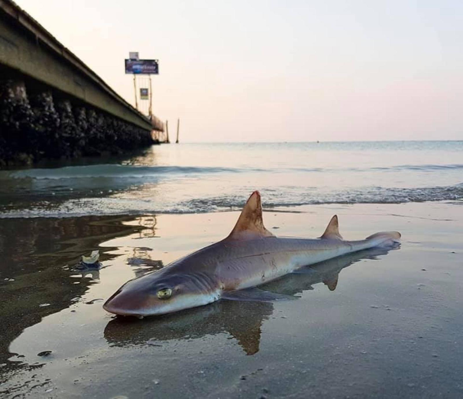 Ritrovamento di uno squalo spiaggiato nel nostro Mar Adriatico