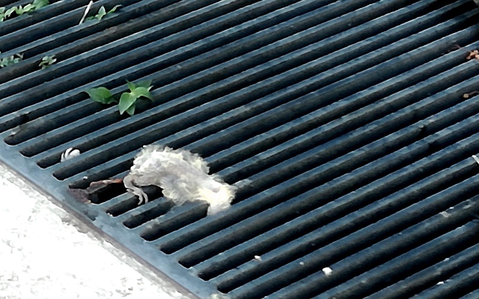 Ratto fermo da giorni in Corso del Popolo