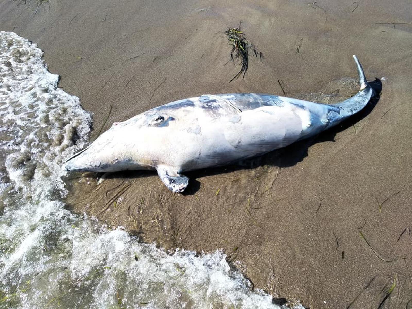 Triste ritrovamento in spiaggia. Ora si attende l'autopsia