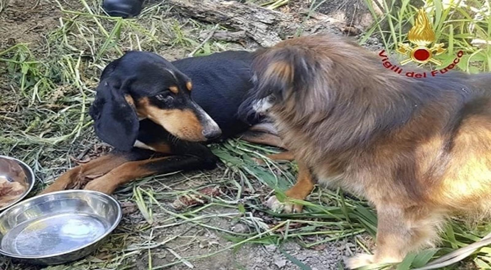 Cucciolo intrappolato, salvato da un cane