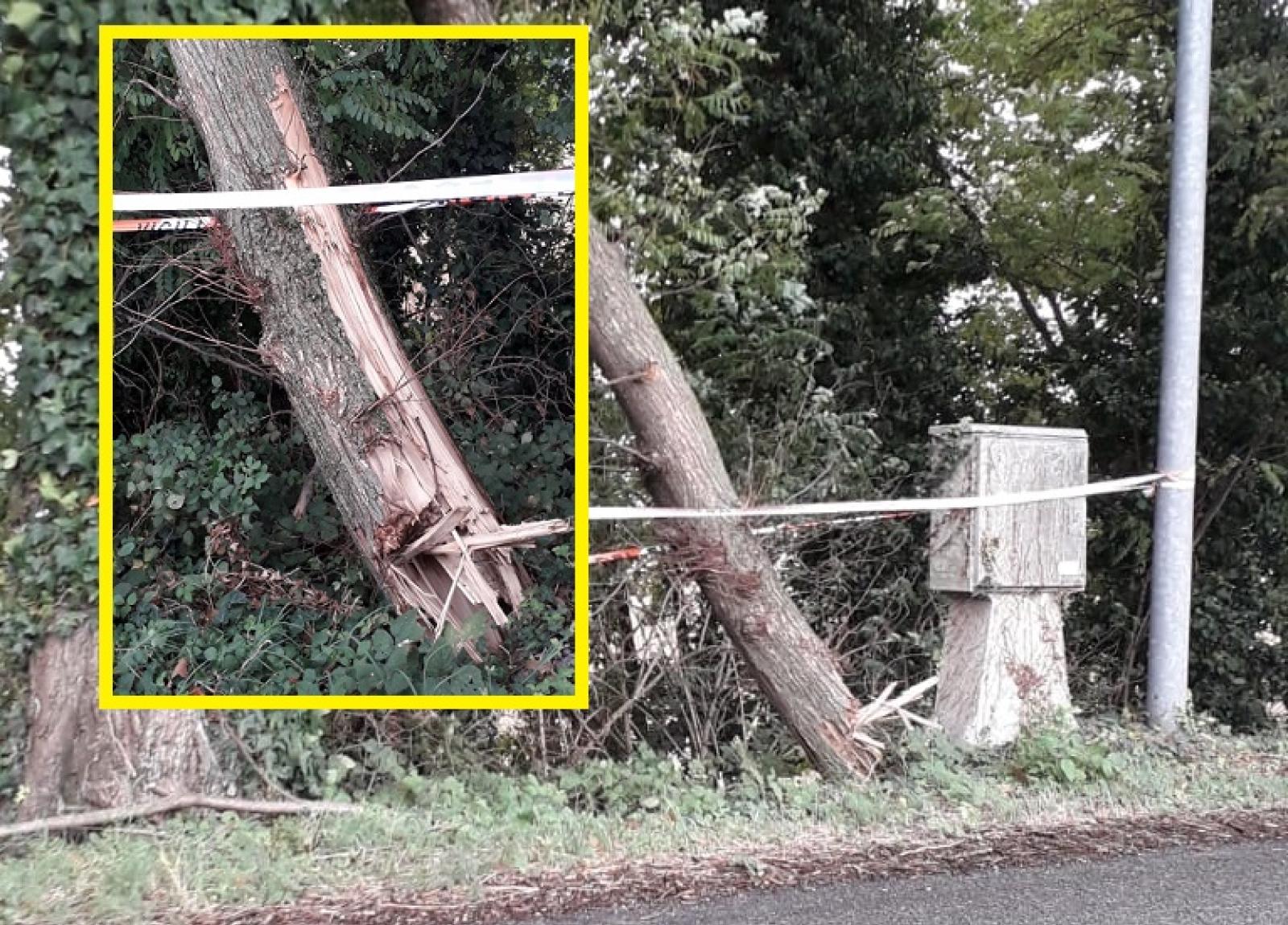 Albero pericolante: "Comune intervieni!"