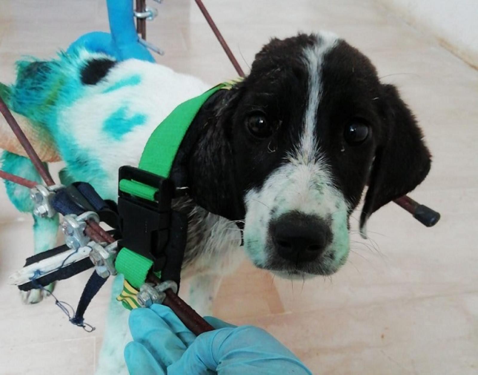 Salva i cani maltrattati. E li porta in spiaggia