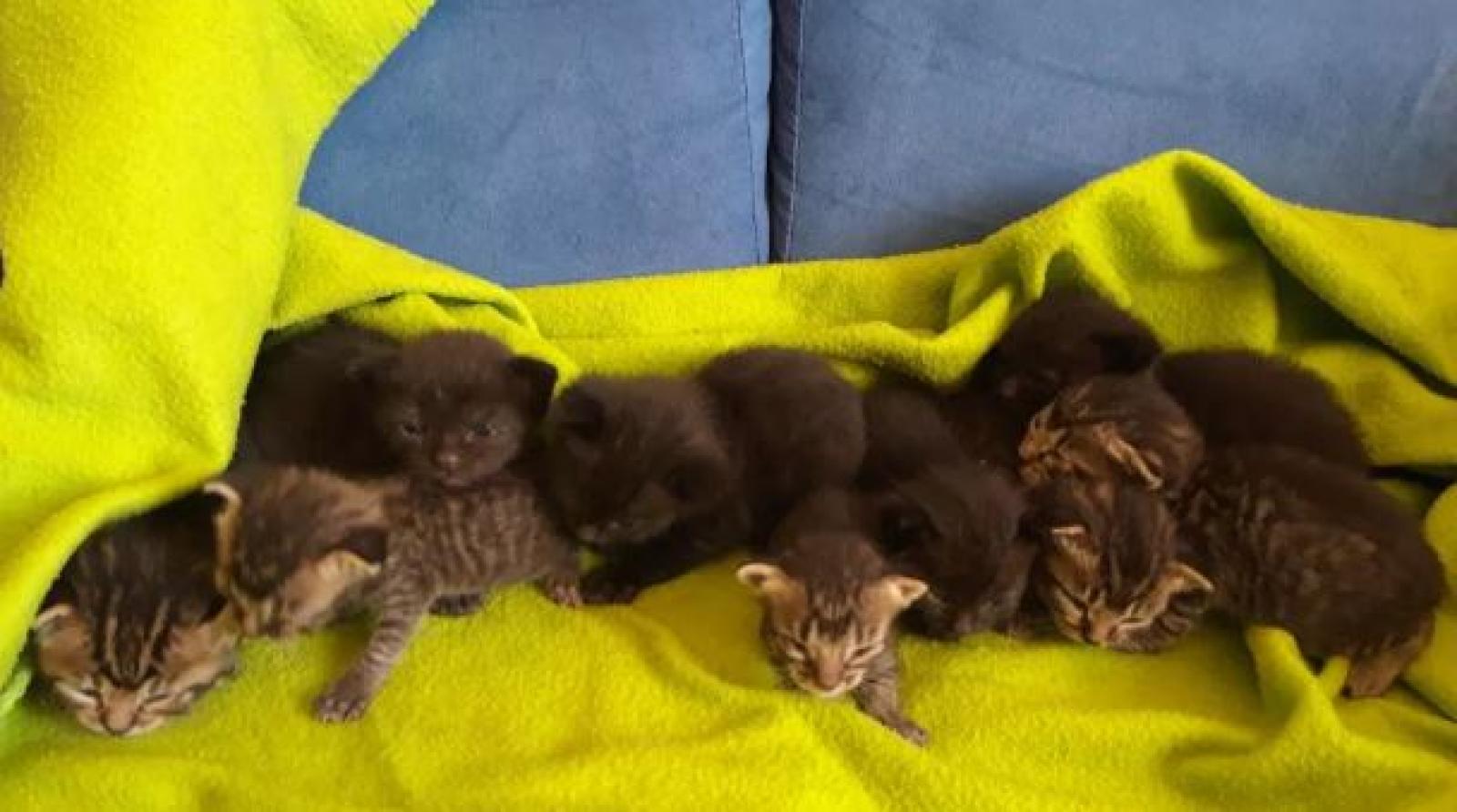 Parto record: d&agrave; alla luce nove gattini