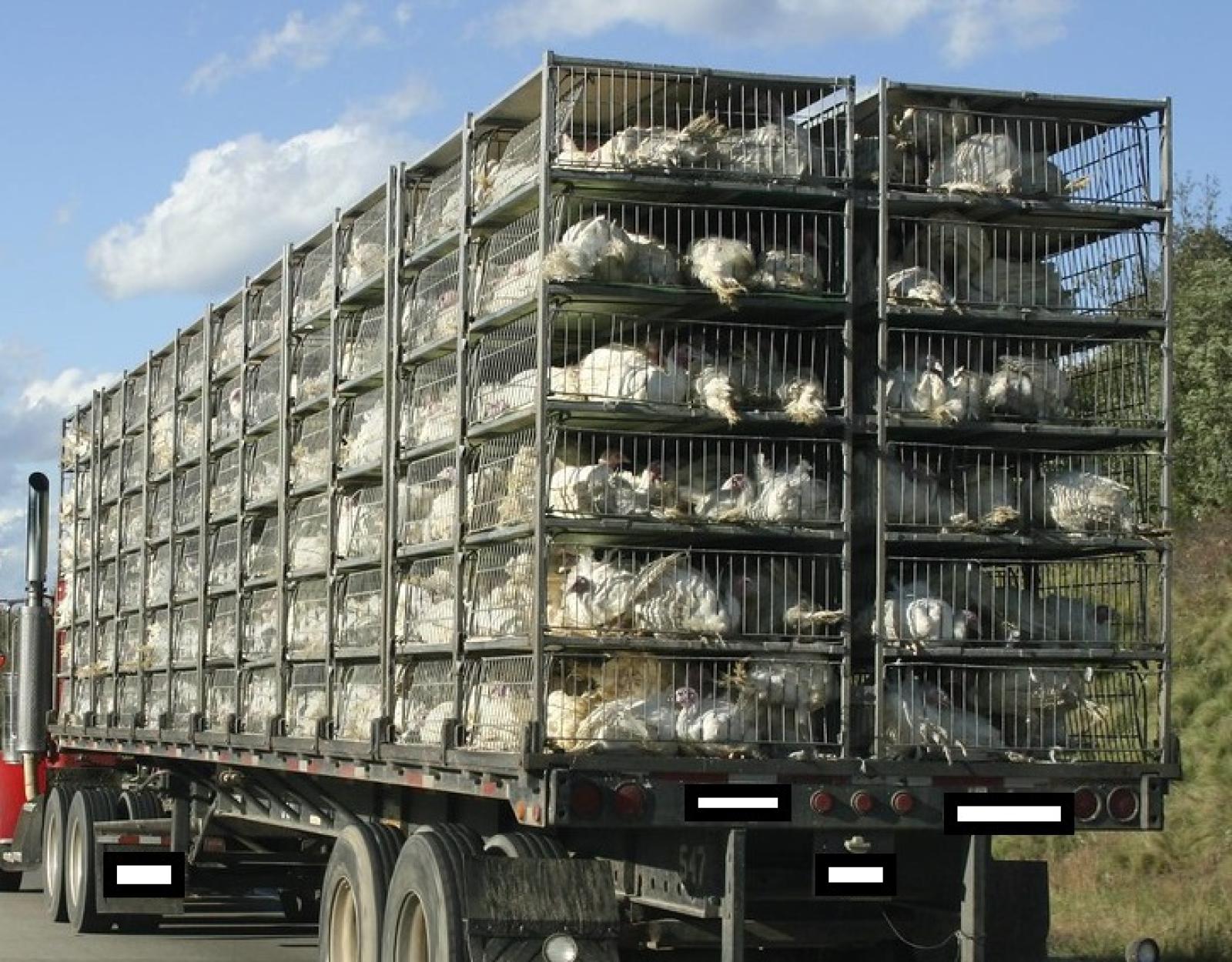 Stanno morendo stipati in un camion bloccato