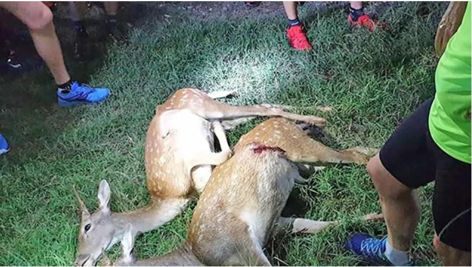 Daini ammazzati, rabbia degli ambientalisti