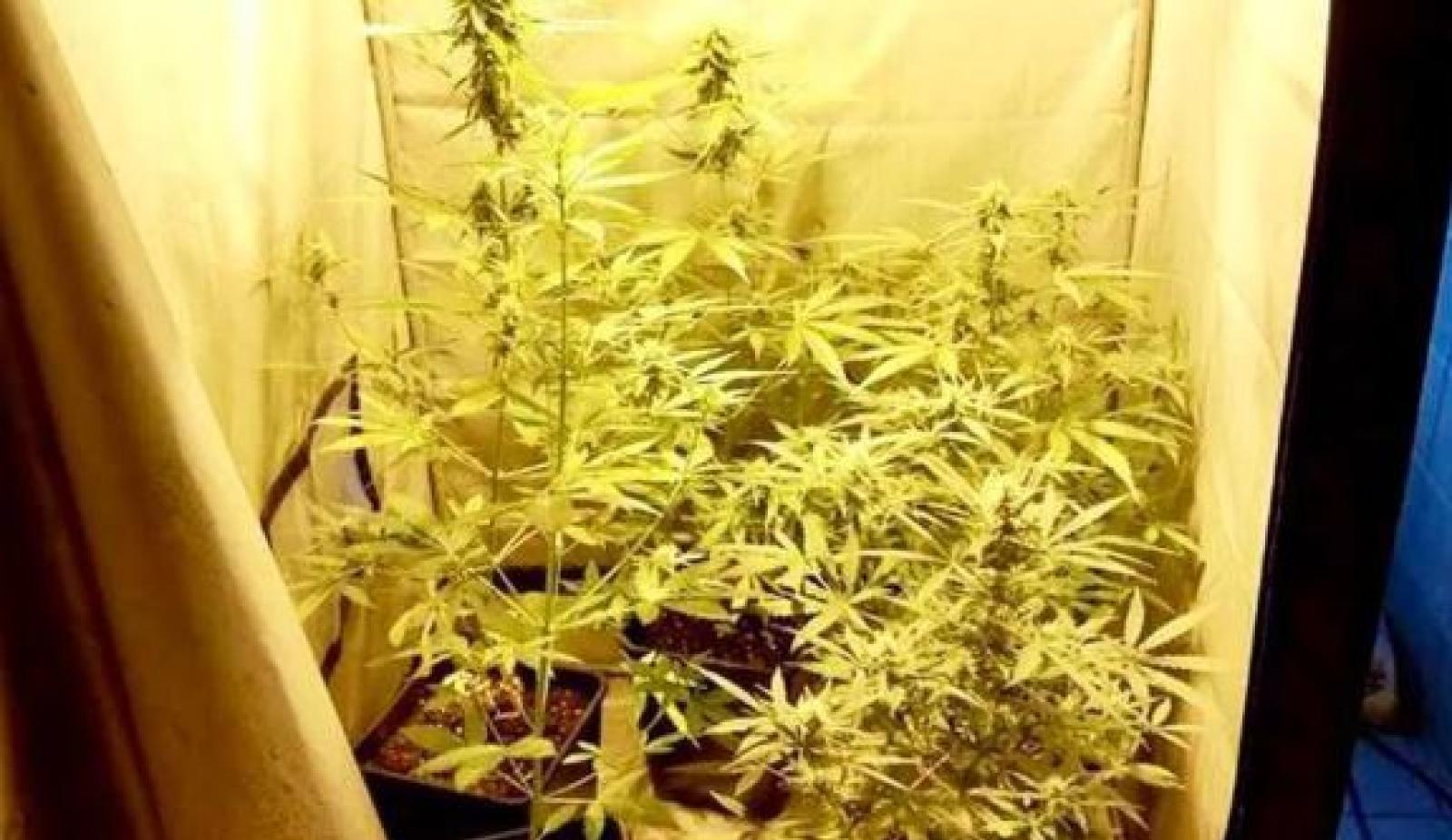 Serra di marijuana in bagno. Trentenne arrestato.