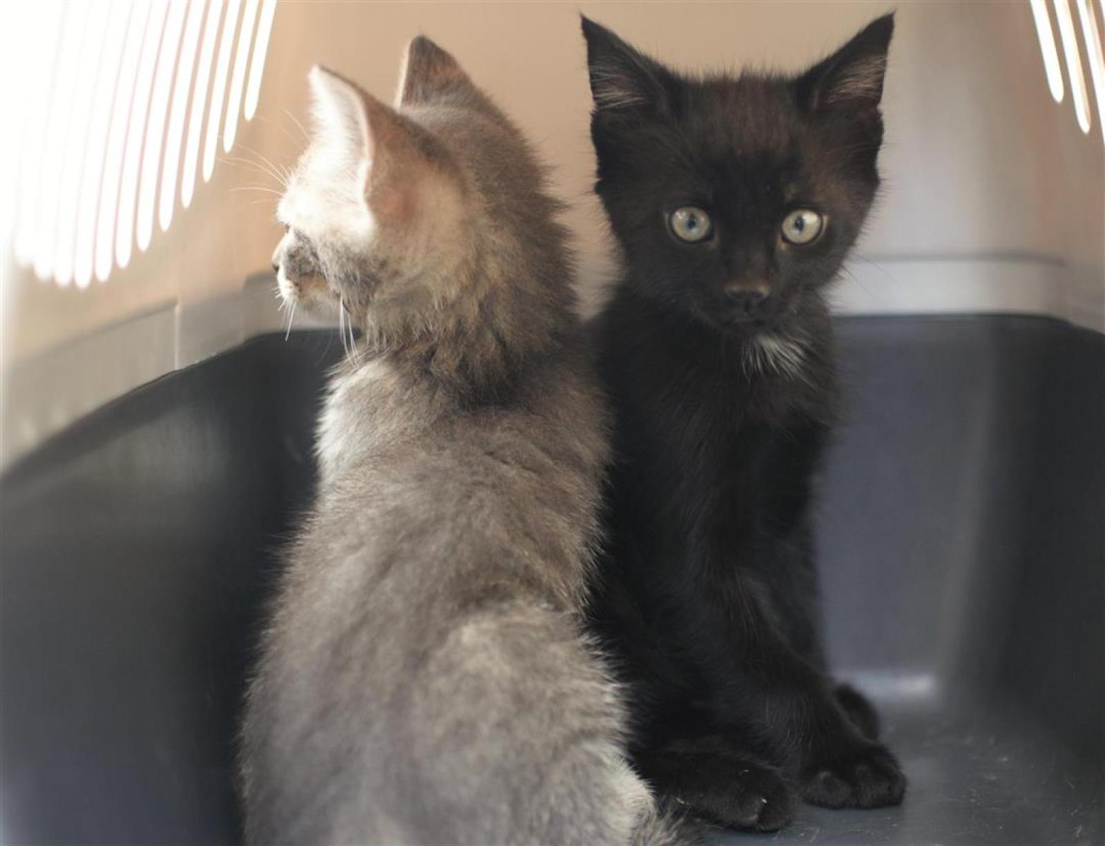 Due gattini trovati fucilati. Una crudelt&agrave; senza alcuna ragione.