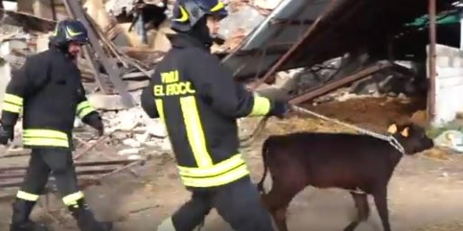 Crolla la stalla. Mucche e vitelli intrappolati
