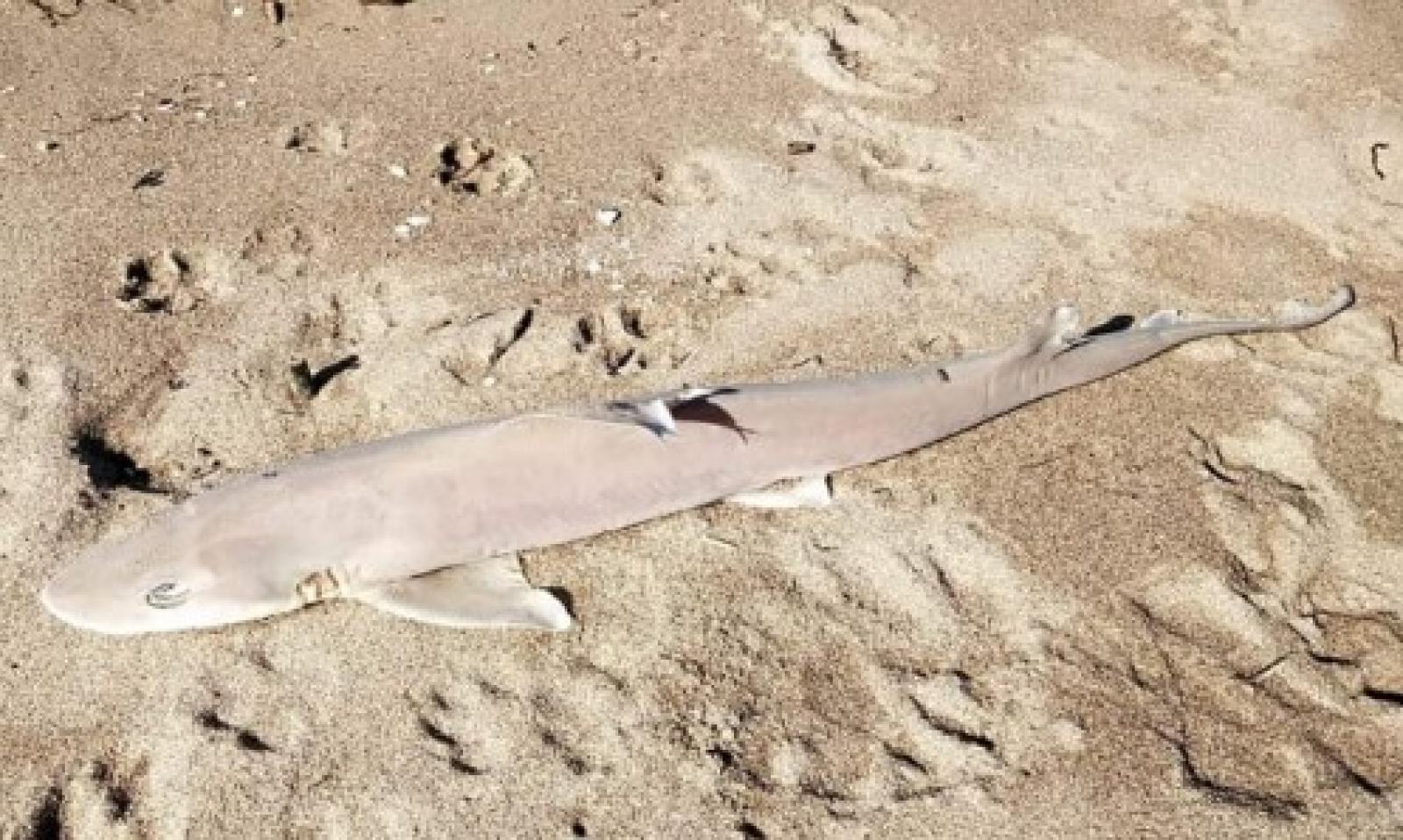 Ritrovato squalo morto a Rosolina 