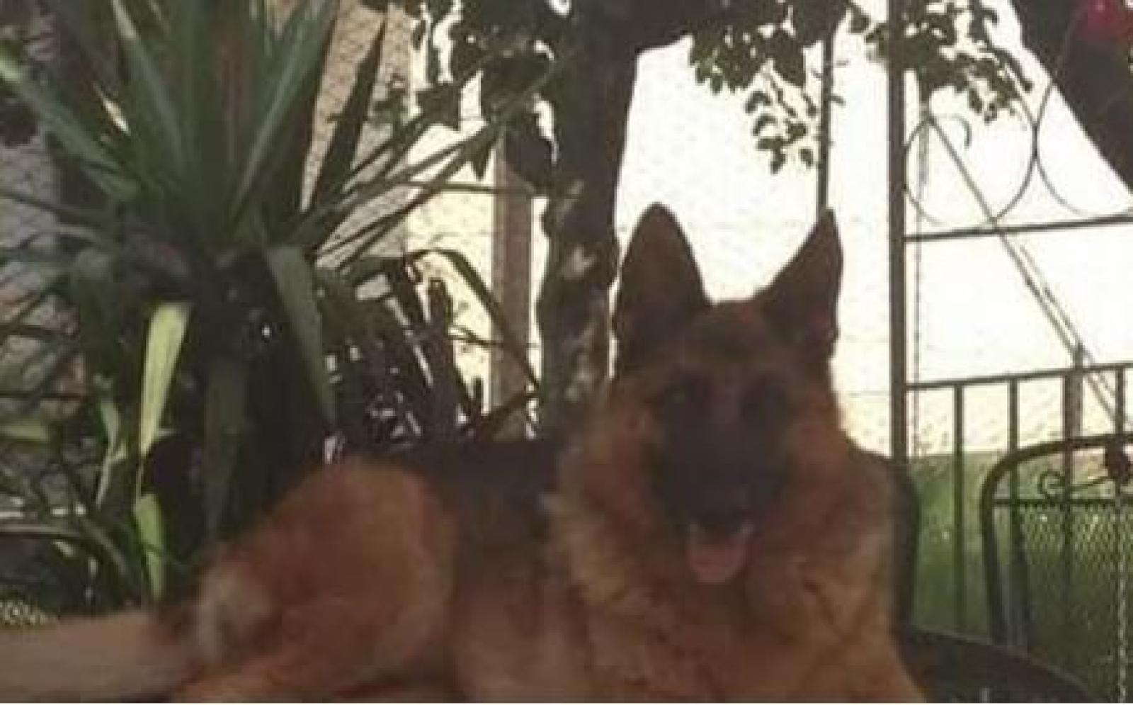 Travolge Luna e la trascina per due chilometri con l&rsquo;auto