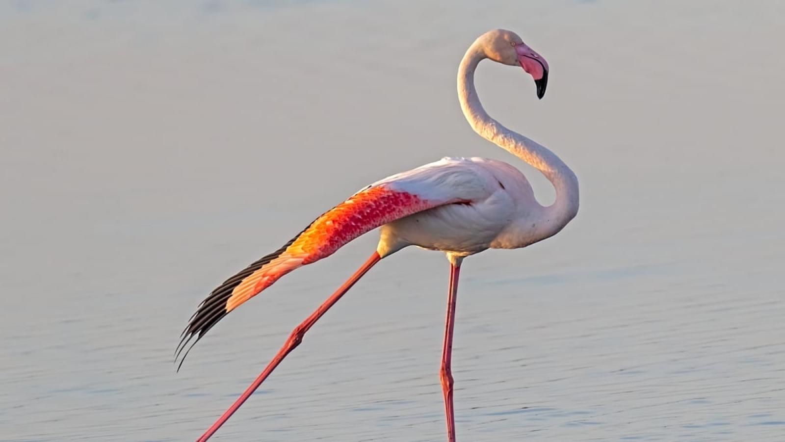 8mila fenicotteri rosa nel Delta