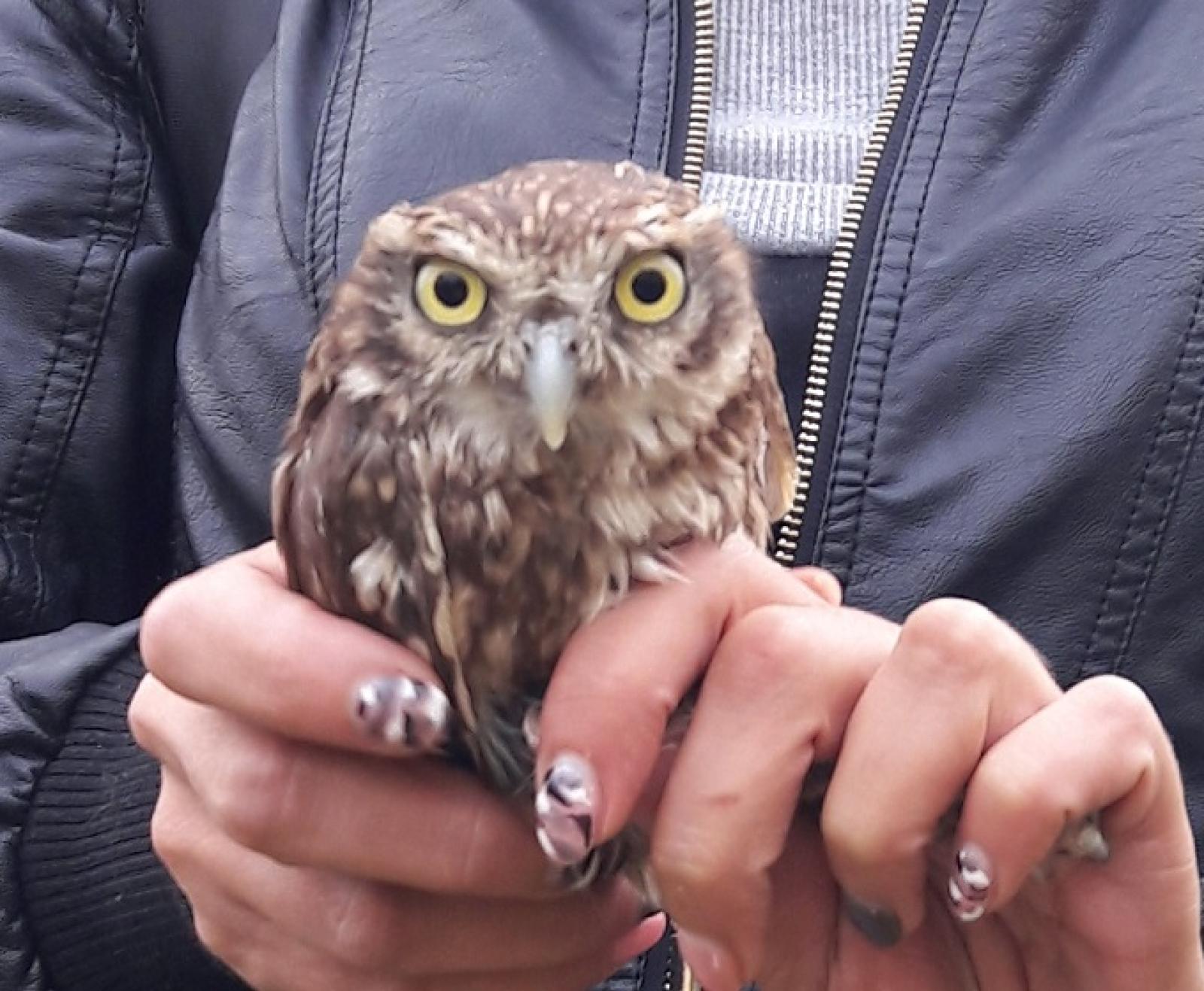 L'hanno salvata e curata: ora vola libera