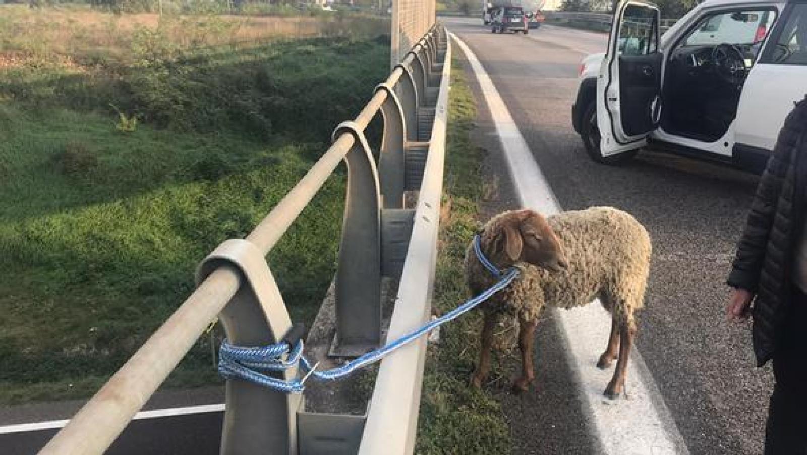 Pecora in tangenziale blocca il traffico
