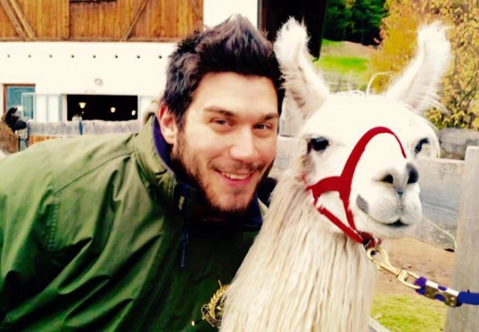 Pitbull sbrana un'alpaca