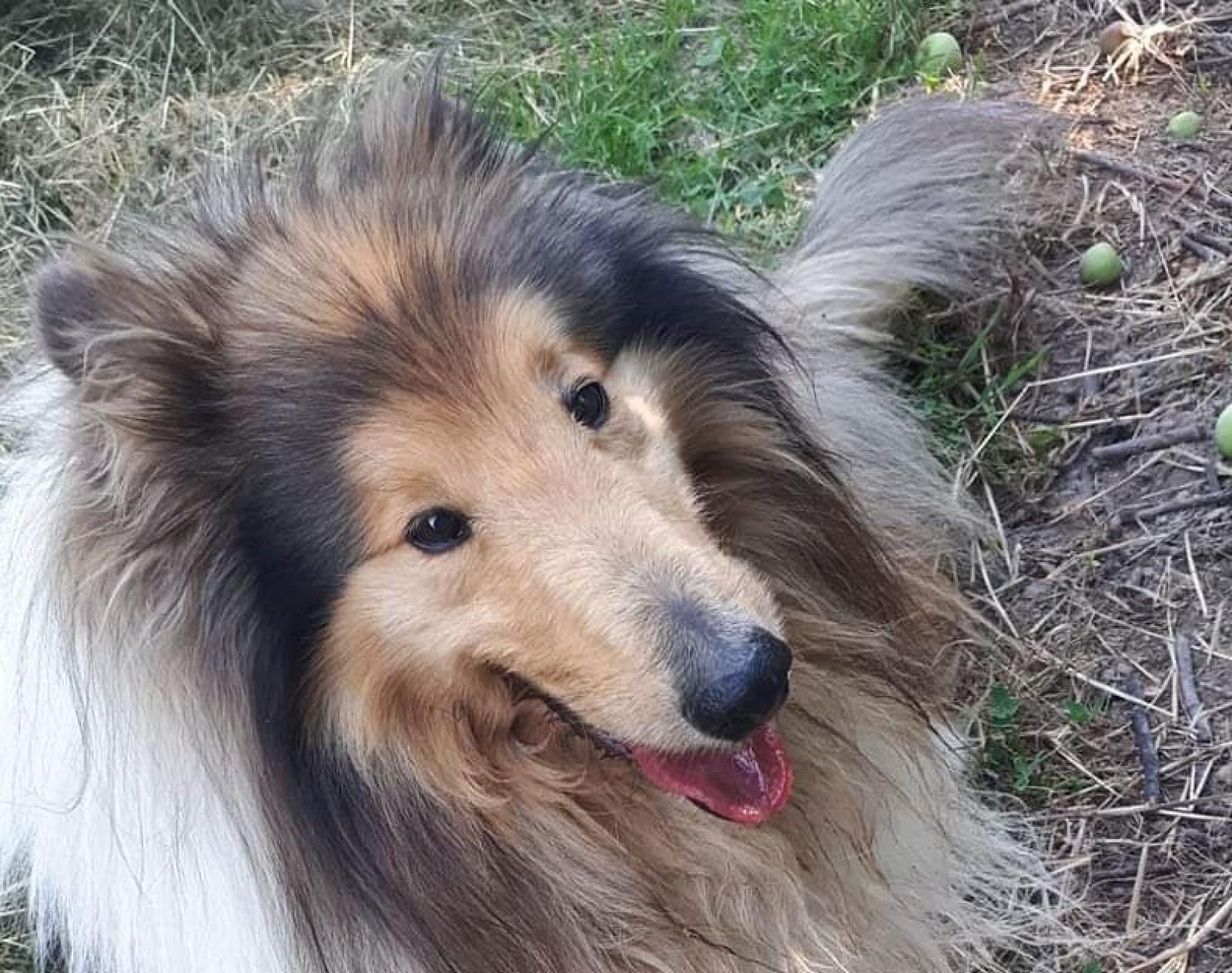 Orrore in paese: il cagnolone Jack ammazzato a fucilate