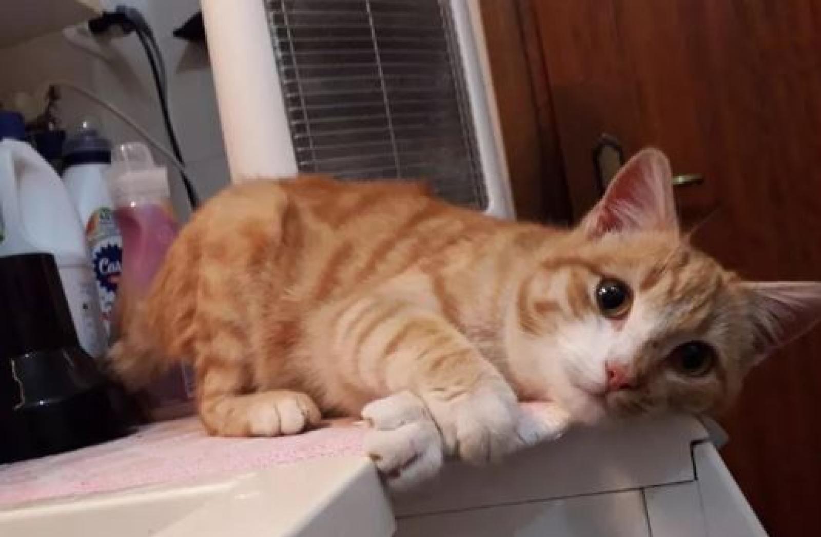 Micio muore sbranato da un cane. Scatta la denuncia