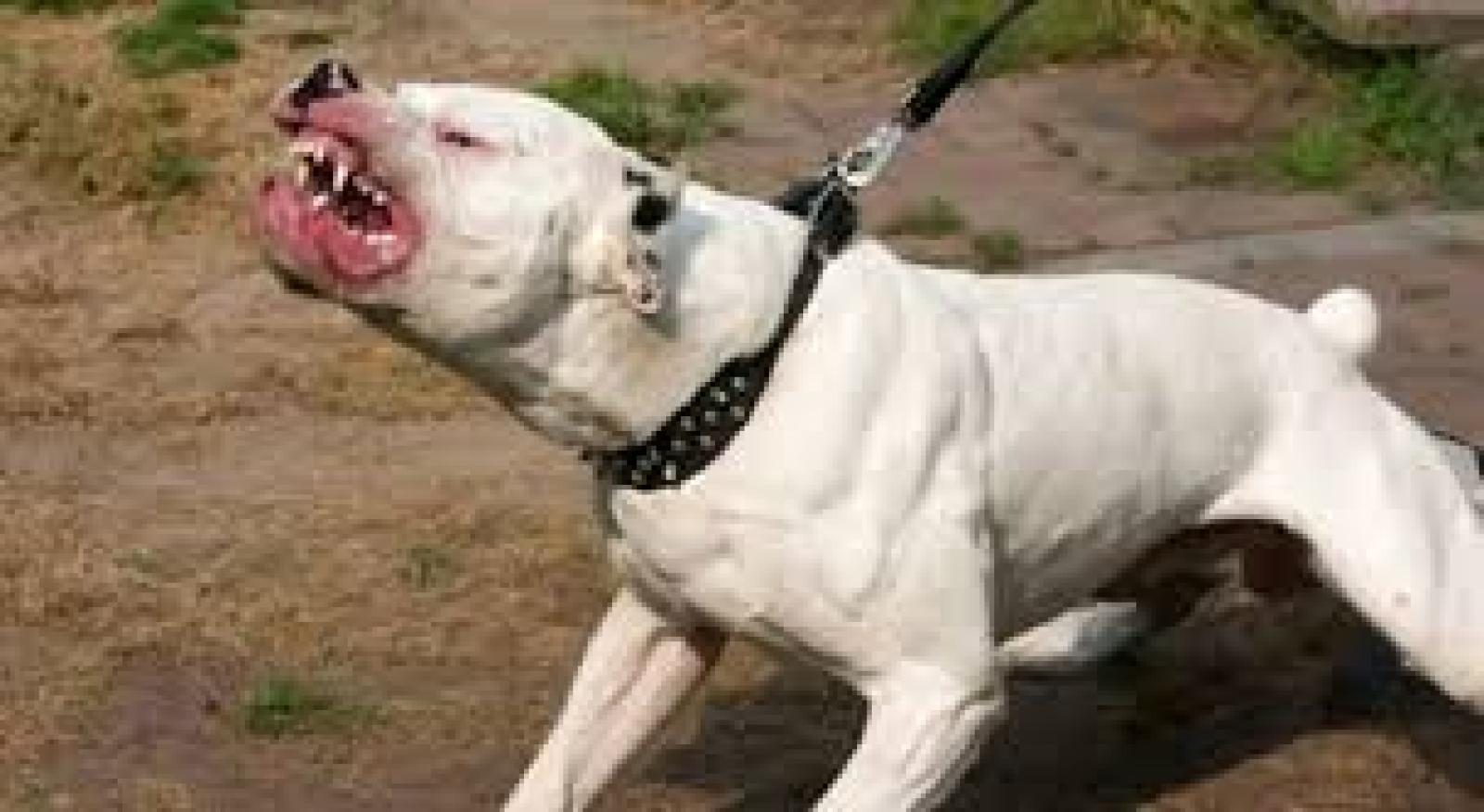 Morso da due pitbull per salvare un gruppo di bambini
