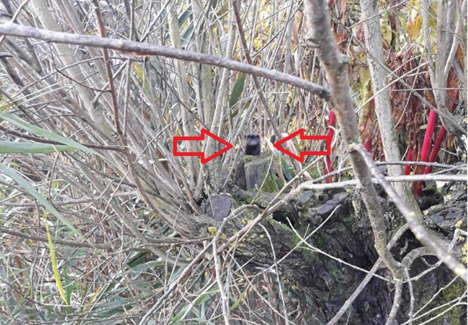 "Visone fuggito: possono colonizzare le campagne come le nutrie"