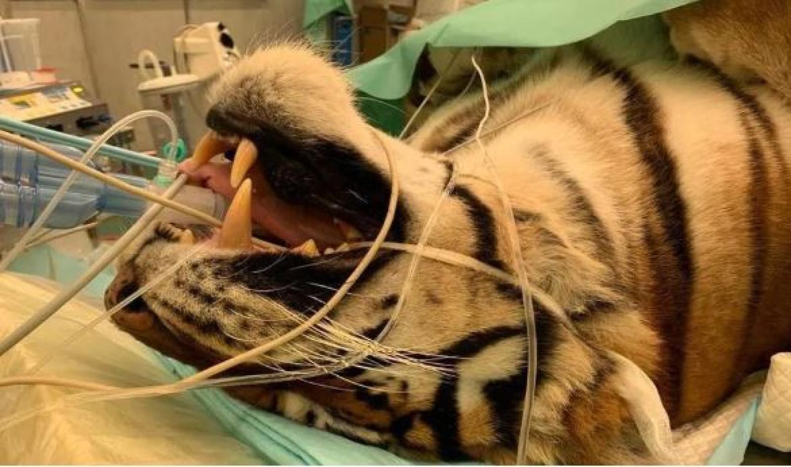 Operata con successo la tigre che vive al confine col polesine