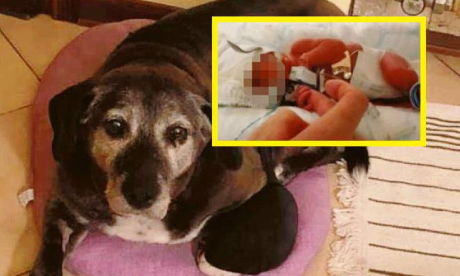 Fiut&ograve; e salv&ograve; il neonato abbandonato: Pepa &egrave; guarita dal tumore!