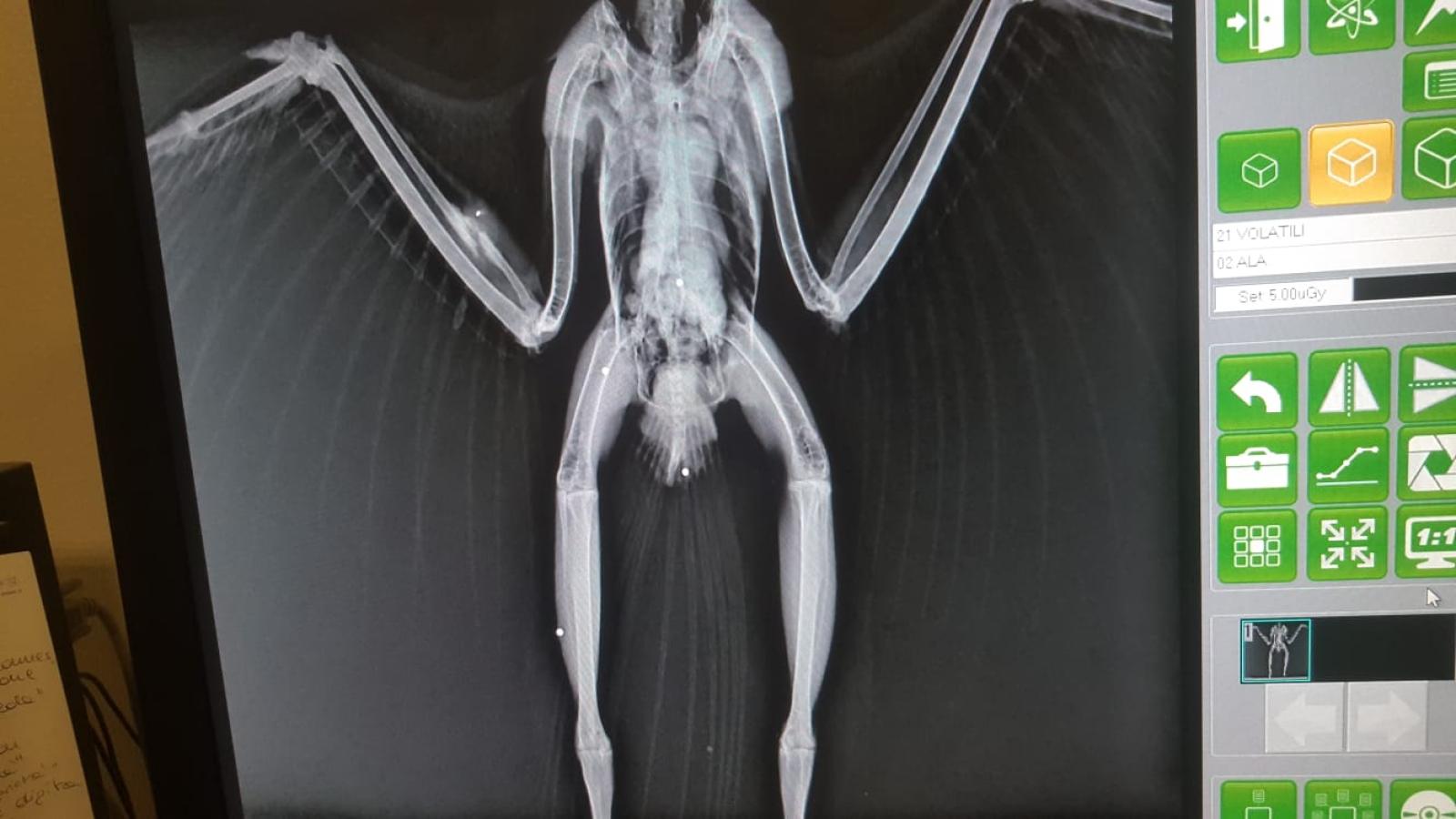 I cacciatori abbattono una poiana in citt&agrave;. Raccolta morente in Baden Powell