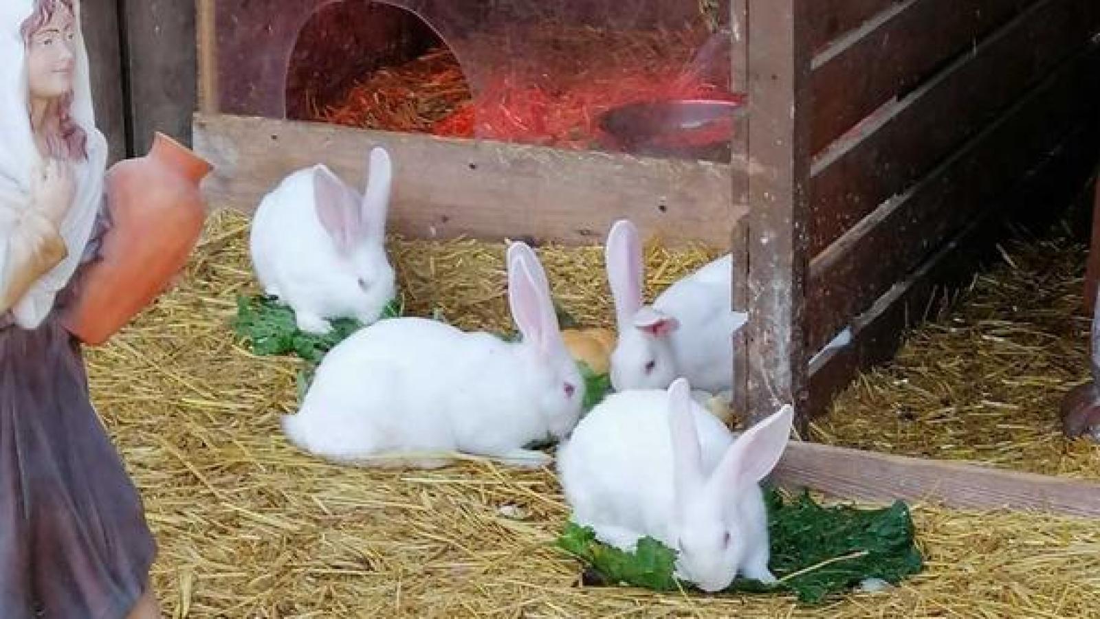 Conigli vivi nel presepe, gli animalisti contro il parroco