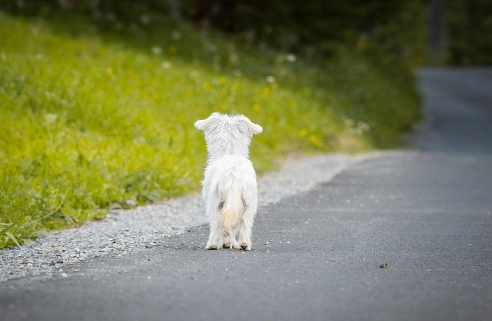 Cane lanciato dal finestrino per abbandonarlo. Caccia alle bestie