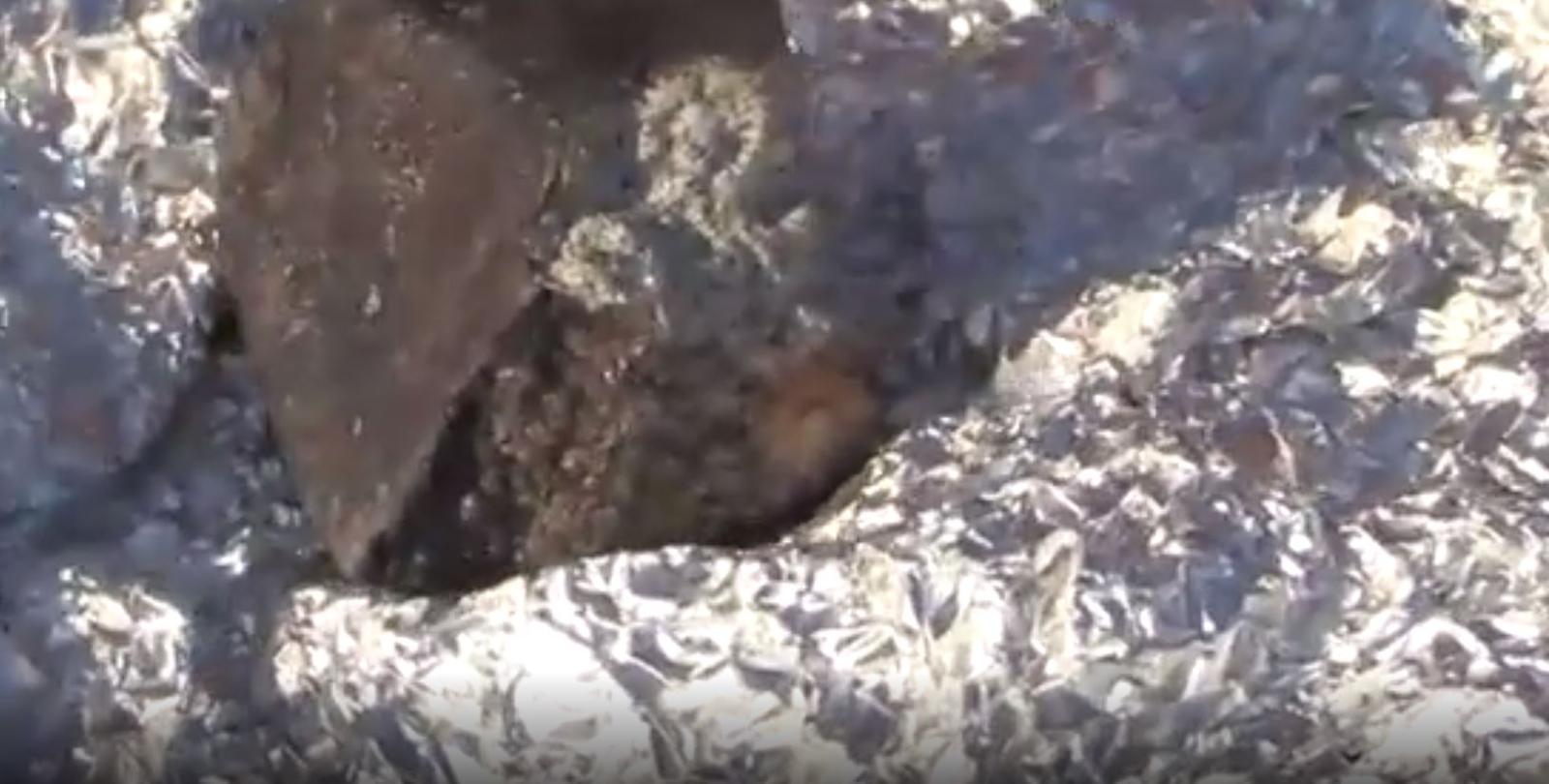 Ecco i primi frammenti del meteorite caduto non lontano dal Polesine